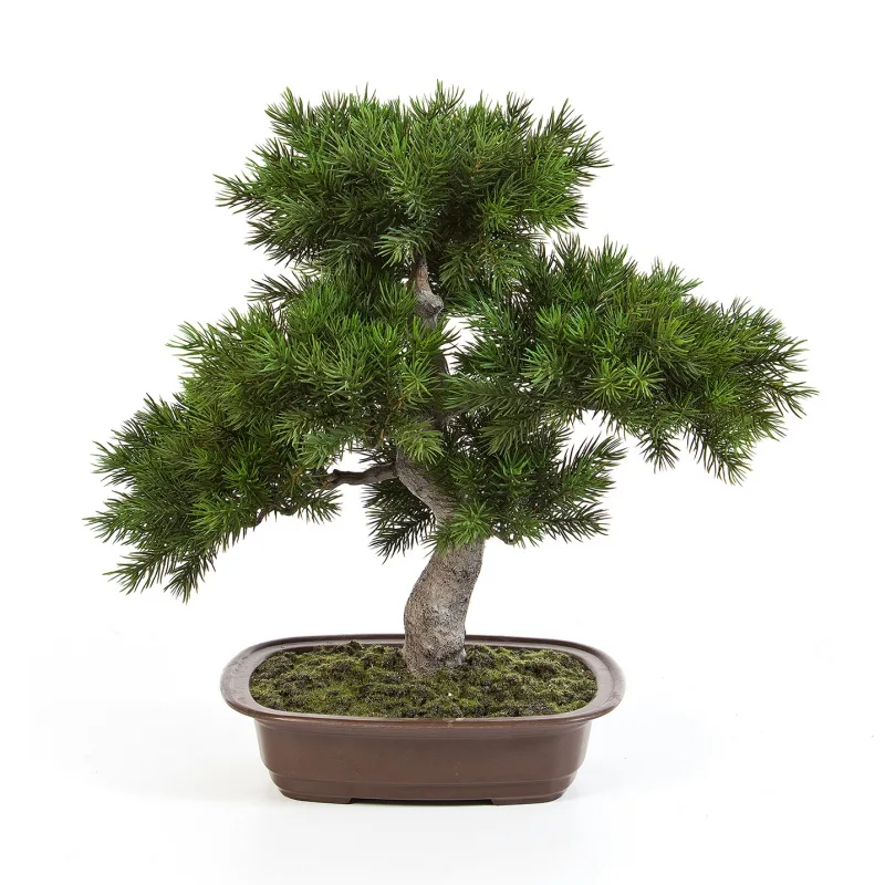 Bonsai borovica pínia v kvetináči, 48 cm