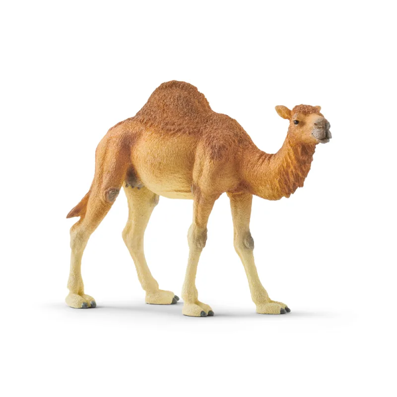 Schleich 14832 Zvieratko - dromedár