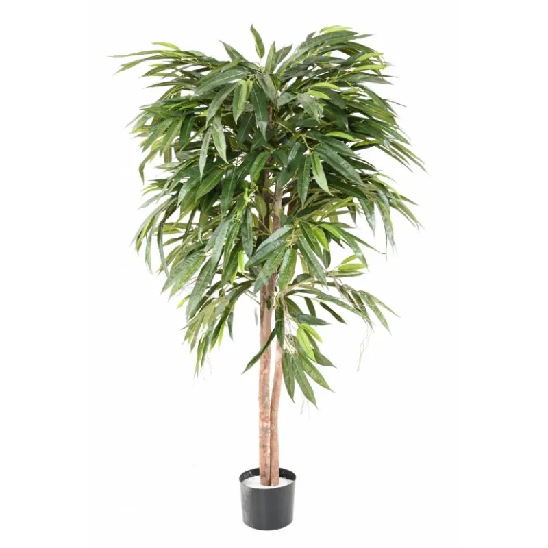 Ficus longifolia strom - prírodné kmene, 160cm