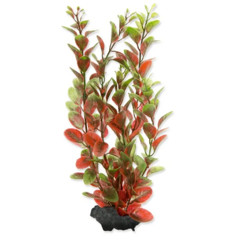 Rastlina TETRA Red Ludwigia M