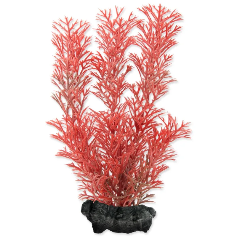 Rastlina TETRA Foxtail Red S