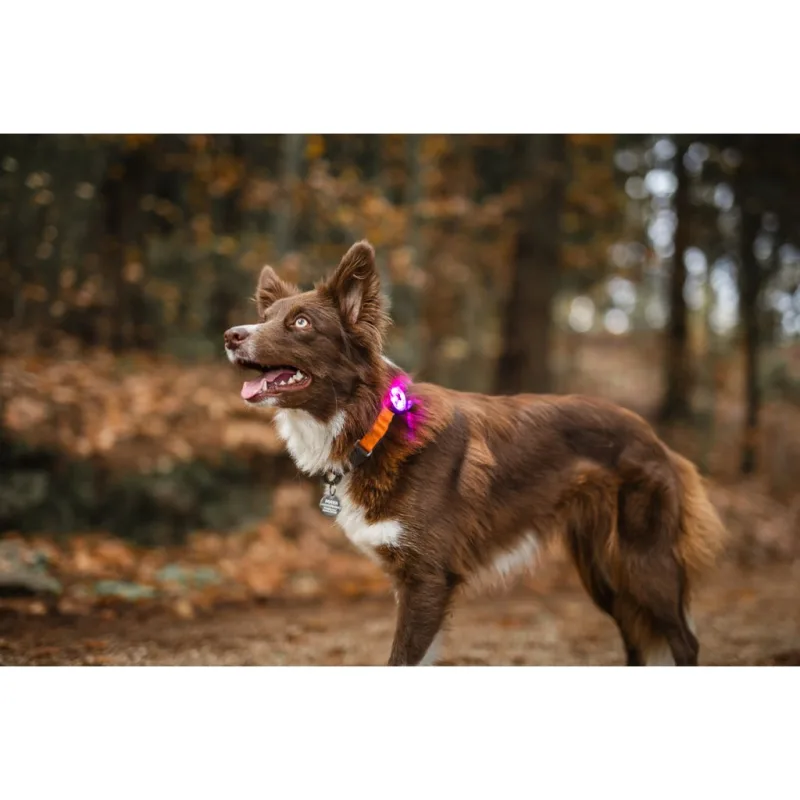 Svetlo na obojok LumiDog